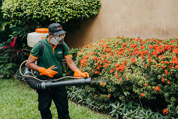 misting fly control services sri lanka